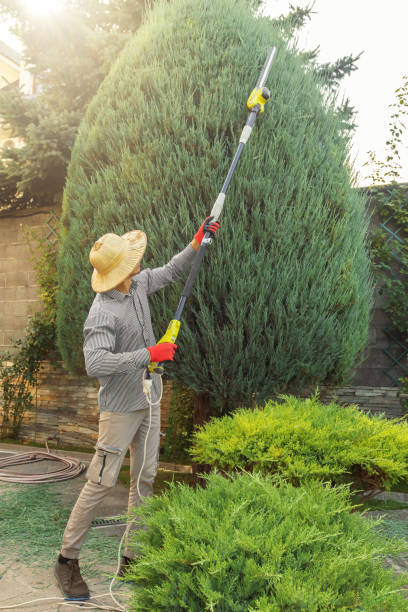 Best Lawn Pest Prevention  in San Bernardino, CA